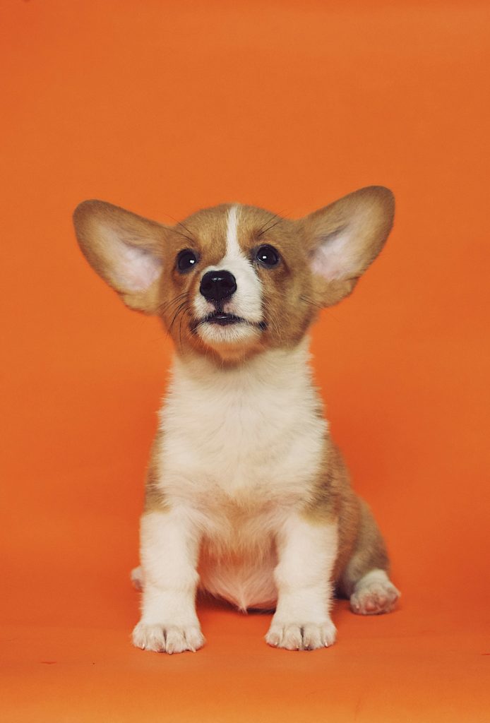 Corgi-Welpe