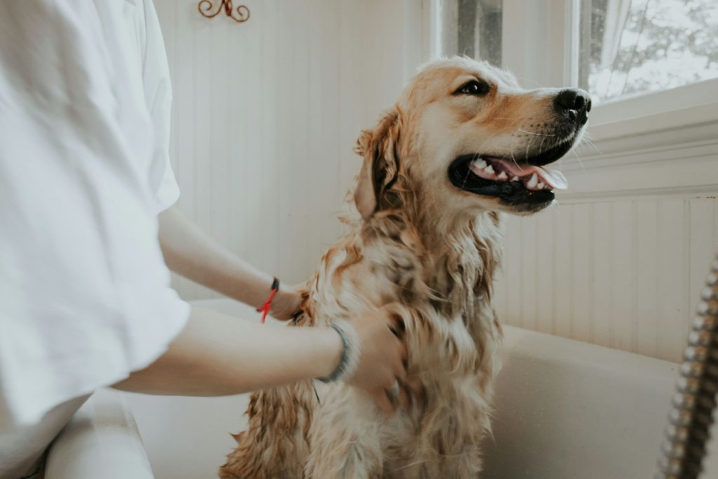 Golden Retriever bei der Untersuchung