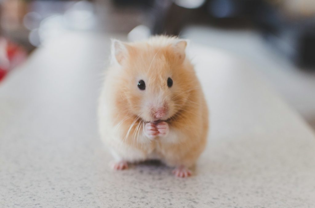 Goldhamster