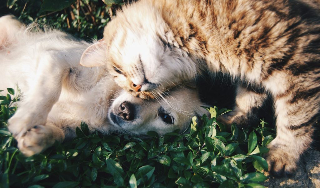 Hund liegt entspannt im Gras