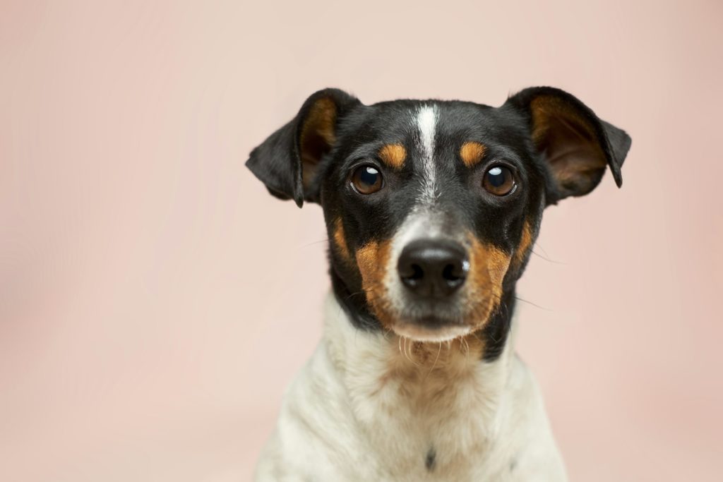 Jack Russell Terrier Portrait