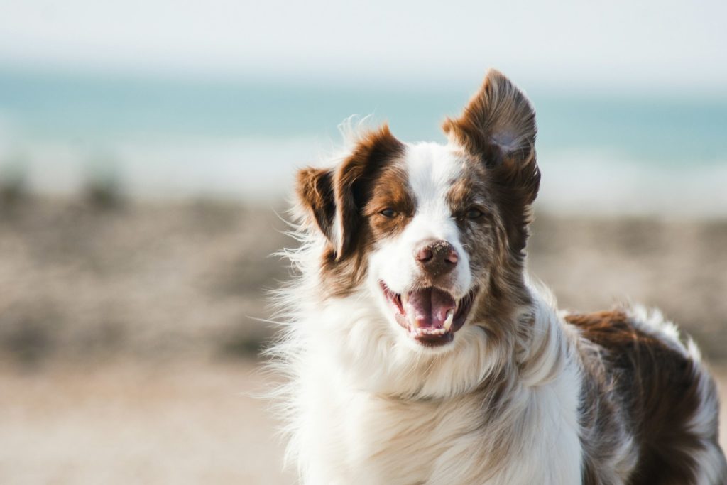 Border Collie am Strand
