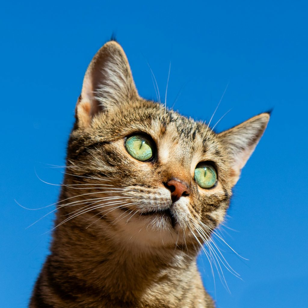 Getigerte Katze mit grünen Augen