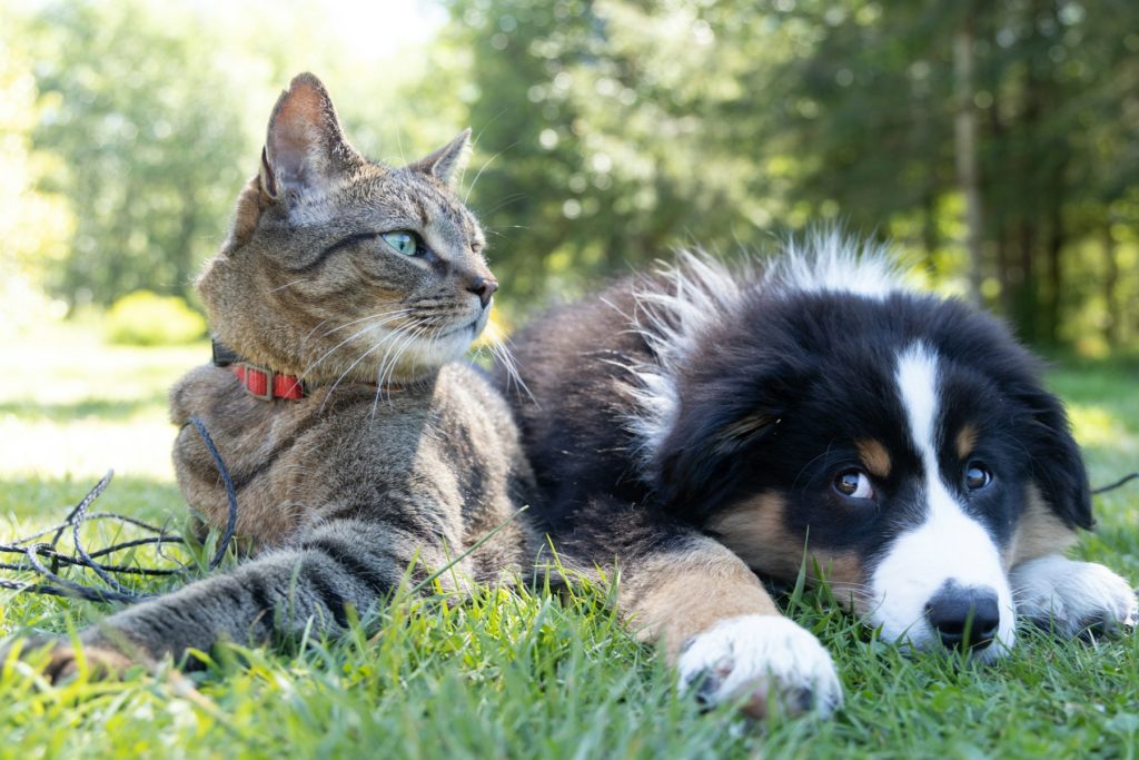 Katze und Hund liegen im Gras