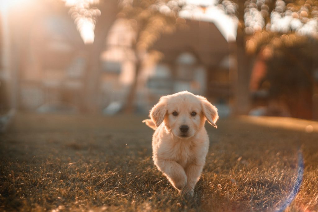 Golden-Retriever-Welpe läuft über die Wiese